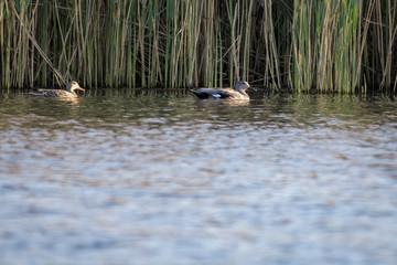 Gadwall duck on a lake