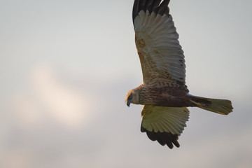 Marsh harrier flying