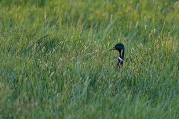Male mallard duck hiding in high grass