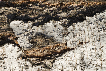 birch bark texture natural background paper close-up / birch tree wood texture