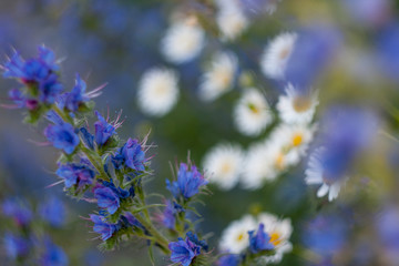 Flowering flowers comfrey and chamomile.
