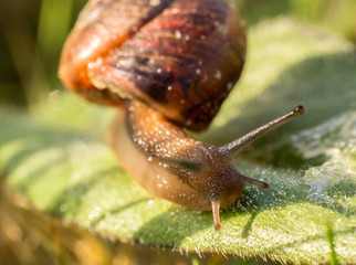 Small snail from up side on green leaf, macro photo