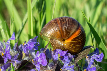 Small snail shell on violet meadow flower, macro photo