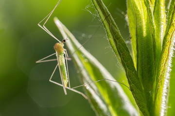 Small green fly insect sitting on grass, macro photo