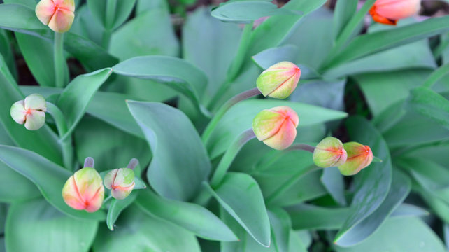 Fototapeta beautiful gentle romantic fresh natural background, buds and leaves of tulip flowers. spring nature