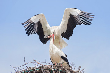 White storks in love game