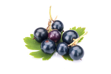 Blackcurrant