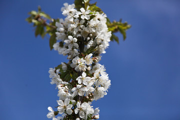 The first spring white flower. Branches of a cherry tree. Close up against the blue sky.