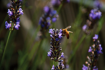 Close-up of bee on top of lavender flower in a garden at the village of Chateauneuf-du-Pape, in a sunny day. Located in the Vaucluse department, Provence-Alpes-Côte d'Azur region, southeastern France