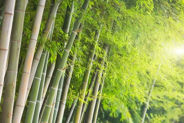 Papier Peint photo autocollant Bambou bamboo grove in the sun