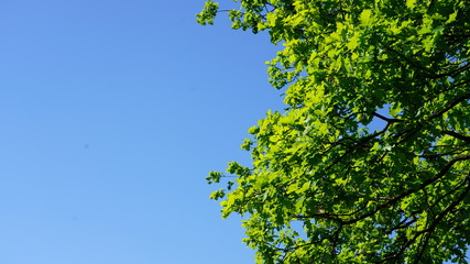 Green leaves and blue sky.