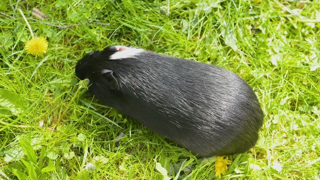 Guinea pig eating grass. Guinea pigs (Cavia porcellus) are a popular household pet.