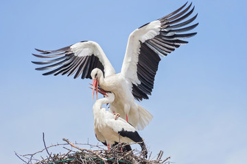 White storks in love game