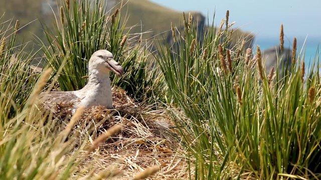 Nesting Albatross shot on South Geogia Island
