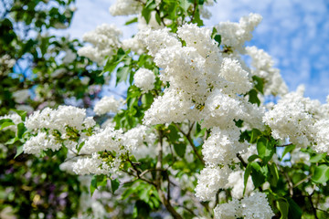 Inflorescence of a white lilac against a blue sky 