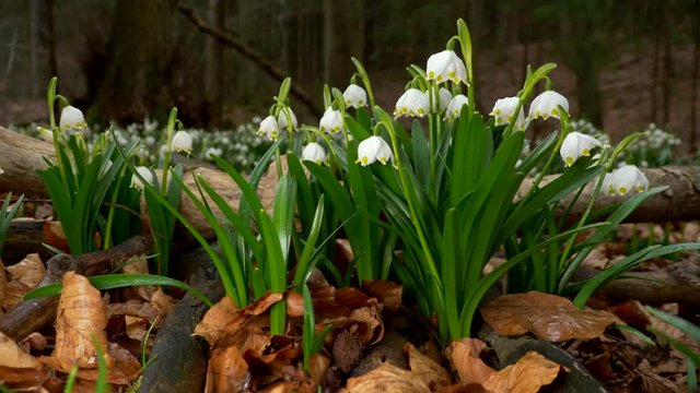 Spring snowflakes (Leucojum vernum) in forest