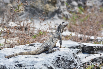 IGUANA