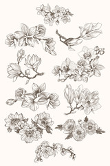 Obraz premium Great collection of highly detailed hand drawn flowers isolated on white background. Magnolia, poppy, plumeria, anemone, orchid. For invitation, logo, wedding, design. Vector