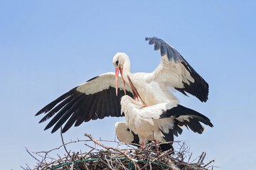 White storks in love game