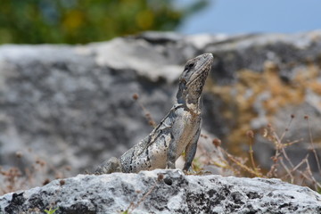 IGUANA CAMUFLAJE