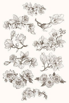 Great collection of highly detailed hand drawn flowers isolated on white background. Magnolia, poppy, plumeria, anemone, orchid. For invitation, logo, wedding, design. Vector