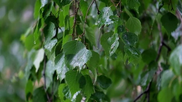 Leaves  of birch under the summer rain