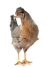 cream legbar chicken © cynoclub