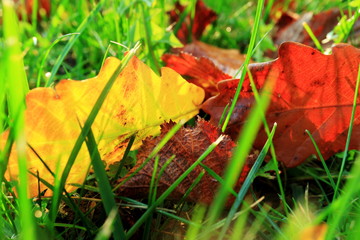 An image of autumn leaves in the grass.