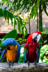 Colorful birds resting on a branch