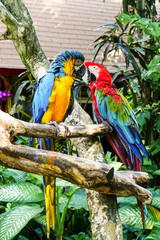 Colorful birds resting on a branch