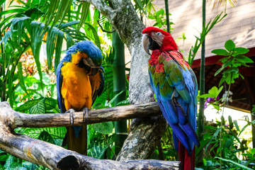 Colorful birds resting on a branch