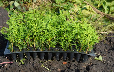 Planting evergreen thuja tree saplings for Green Fencing, Hedge.