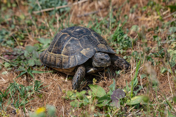 Close-up of Hermann's tortoise (Testudo hermanni) in nature