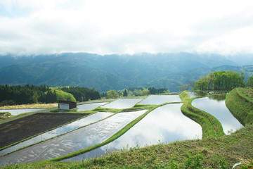 日本の棚田＿春＿田植え前の田んぼ、水田＿農業の風景