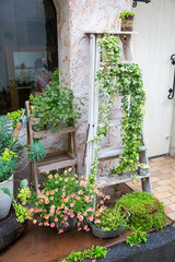 Fototapeta na wymiar Pot of flower and green plant in garden