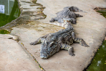 Crocodile , thailand