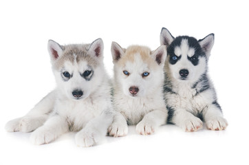 puppies siberian husky © cynoclub