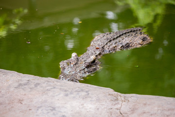 Crocodile , thailand