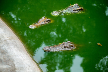 Crocodile , thailand