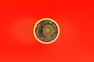 Top view cactus