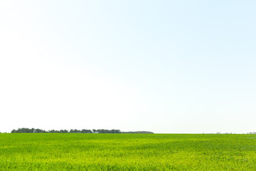 Obraz premium beautiful Green field