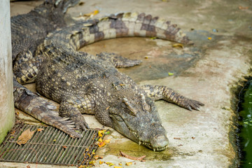 Crocodile , thailand
