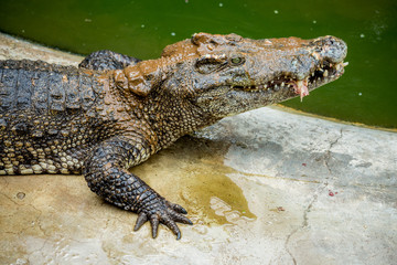 Crocodile , thailand