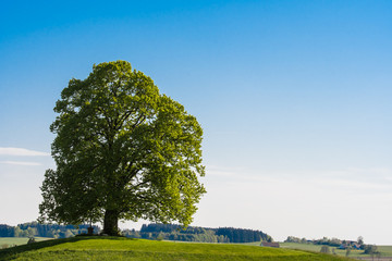 Linde auf Hügel