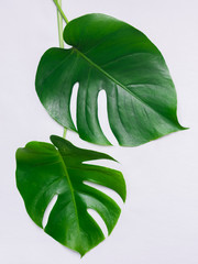 Fresh leaves of a tropical monster plant lie on a white background. Copy space.