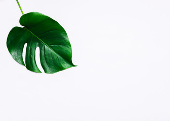 Fresh leaves of a tropical monster plant lie on a white background. Copy space.