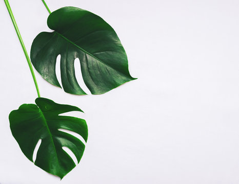 Fototapeta Fresh leaves of a tropical monster plant lie on a white background. Copy space.
