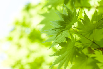 Fototapeta na wymiar green leaves against sky background