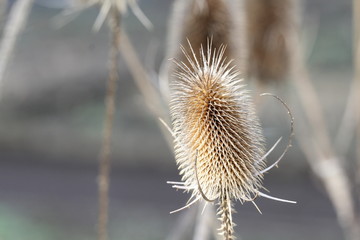 ラシャカキグサ