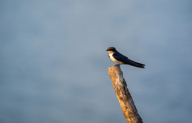 Wire-tailed swallow (Hirundo smithii)